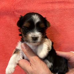 Flora - Black tan and white female Biewer Terrier puppy in Philipsburg, Pennsylvania from Happy Valley Biewer Terriers