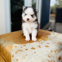 Topo Chico - Black and white male Pomsky puppy in Yavapai County, Arizona from Pawsh Pomskies