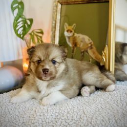 Eskimo - Chocolate female Pomsky puppy in Greenville, South Carolina from Thicketty Mountain Pomskies