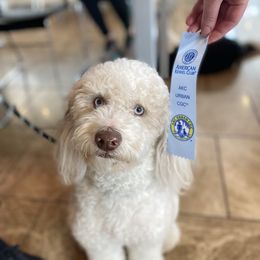 Milo - Aussiedoodle