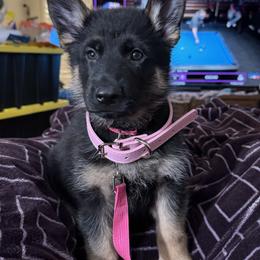 German Shepherd Puppies from Brooks High Quality Breeders