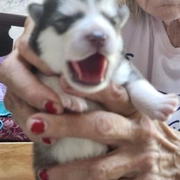 Girl 3 - female Alaskan Malamute puppy in Burton, Ohio from Northernlitesmalamutes