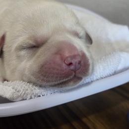 Labrador Retriever Puppies from Samantha Stasik