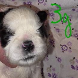 Girl 3 - Black and white female Shih Tzu puppy in Buxton, Massachusetts from Shih Tzu Junction