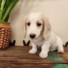 Cobalt - Cream male Dachshund puppy in Lindsay, California from Lewis Creek Dachshunds