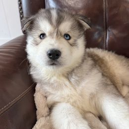 Pomsky and Siberian Husky Puppies from Osiris’s Siberians & Pomskies