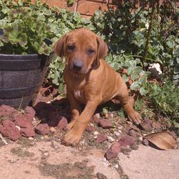 Bailey - Rd whtn blk nose female Rhodesian Ridgeback puppy in Carney, Oklahoma from River Run Parson Russell terriers & River Run Ridgebacks
