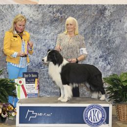 Shocker - Border Collie
