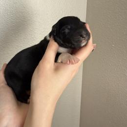 Hershey - Black tri-color male Australian Shepherd puppy in Weeki Wachee, Florida from Ace of Spades Australian Shepherds
