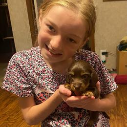 WILLOW CKC FULL RIGHTS - Chocolate and tan female Dachshund puppy in Elizabethtown, Kentucky from Teeny Tiny Puppy Tails