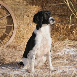 English Springer Spaniels from Blue River Kennel