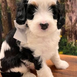 Bernedoodle and Goldendoodle Puppies from Gracie's Goldendoodles and Bernedoodles