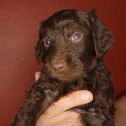 Cinnamon Roll (Dark Blue collar) - Chocolate male Goldendoodle puppy in Seattle, Washington from Dream Lake Doodles