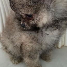 Beverly - Wolf sable female Pomeranian puppy in El Centro, California from BabyBooPoms