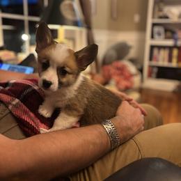 Pink Collar female - Red female Pembroke Welsh Corgi puppy in Grantsville Md, Maryland from Standing Oaks Kennel