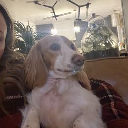 Dachshund All Grown Up from Dix n’ Dot Dachshunds