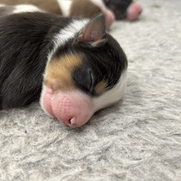 Australian Shepherd Puppies from Cedarville Aussies
