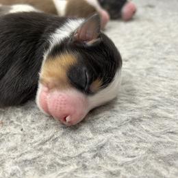 Australian Shepherd Puppies from Cedarville Aussies