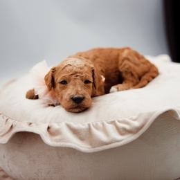White collar girl - Apricot female Goldendoodle puppy in Spokane, Washington from Beloved_doodles_WA
