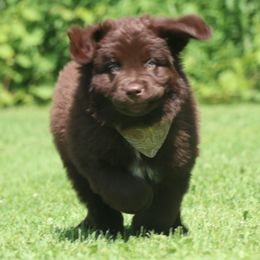 Poppy - Brown female Newfoundland puppy in Kimball Twp, Michigan from Pine River Newfoundlands