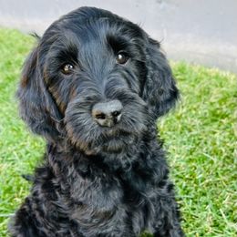 Goldendoodle Puppies from Bridger Peak Doodles