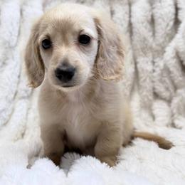 Pugsley - Cream male Dachshund puppy in Sebring, Florida from Mini Weenies