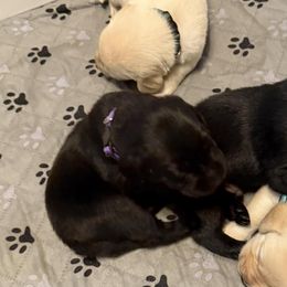 Labrador Retrievers from Malloy's Labrador Retrievers