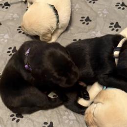 Labrador Retrievers from Malloy's Labrador Retrievers