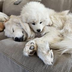 Samoyed Puppies from Virgin River Samoyeds
