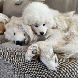 Samoyed Puppies from Virgin River Samoyeds