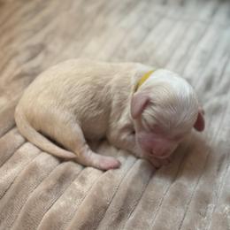 Hazel - Caramel cream female Australian Labradoodle puppy in Caldwell, Idaho from Leila Pearson