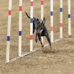Manchester Terriers from Go West Dogs