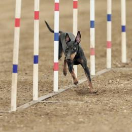 Manchester Terriers from Go West Dogs