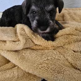 Mina - Salt and pepper female Miniature Schnauzer puppy in Winston Salem, North Carolina from Southpaw Schnauzers