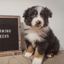 Australian Shepherd Puppies from Kelly Krew Aussies