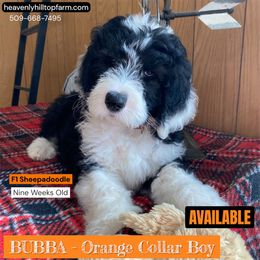 Goldendoodle, Poodle, and Sheepadoodle Puppies from Heavenly Hilltop Farm