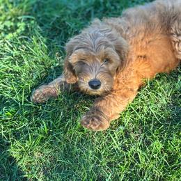 Blue - Red  male Goldendoodle puppy in Holland, Michigan from WAG 52nd