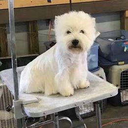 Vanessa - West Highland White Terrier