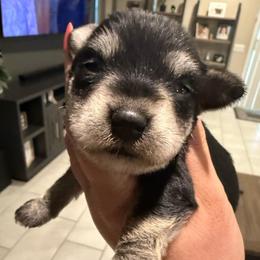 Boy 2 - Black and silver male Miniature Schnauzer puppy in Avondale, Arizona from Campos Schnauzers