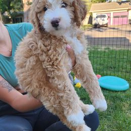 Purple ribbon girl - Bernedoodle puppy from Bella Ridge Farms & Dapper Doodles