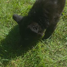 Red colar - Black female German Shepherd puppy in Oscoda, Michigan from Sstar