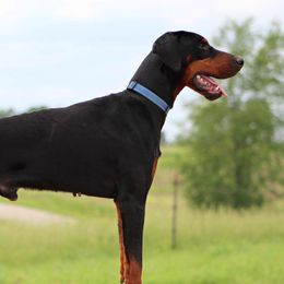 Perseus - Doberman Pinscher