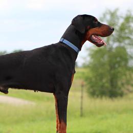 Perseus - Doberman Pinscher