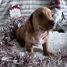 Elfie - Red male Dachshund puppy in Ocala, Florida from Weenie Boops