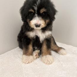 Aussiedoodle and Australian Shepherd Puppies from Junipersdoodles