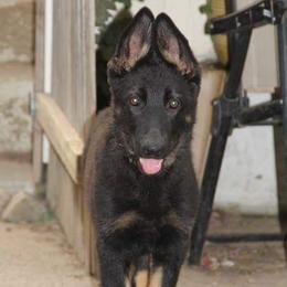 German Shepherd Puppies from Casamoko German Shepherds