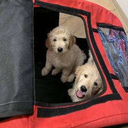 Goldendoodle Puppies from Heartland Poodles and Doodles