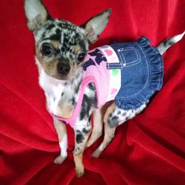 Chihuahua Puppies from Chilove Chihuahuas