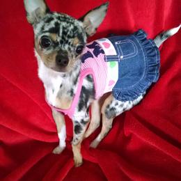 Chihuahua Puppies from Chilove Chihuahuas