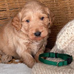 Jade - Red  female Goldendoodle puppy in Lehi, Utah from Thompson Family Puppies